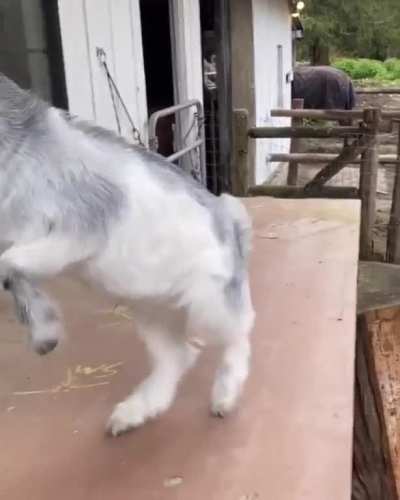 Demolishing his rivals early in life. Smart kid (pun intended)