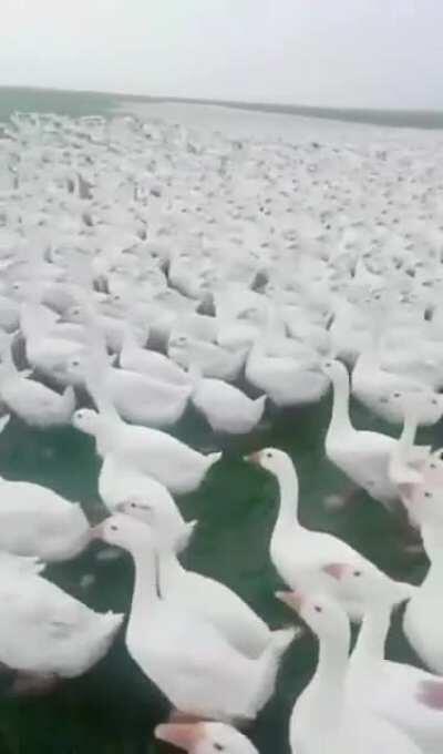 Me and the Boys Entering Subaru's Stream