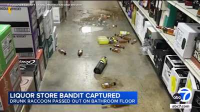 A Masked Bandit Raids the Liquor, Then Passes Out Cold