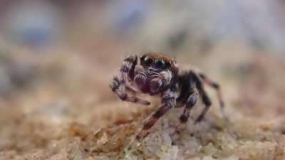 Tiny jumping spider nibbles it own foot, washes its face, levels up cuteness