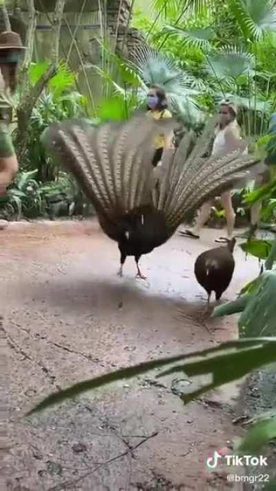 Me showing off the features of GNU/Linux to my Windows user friend :