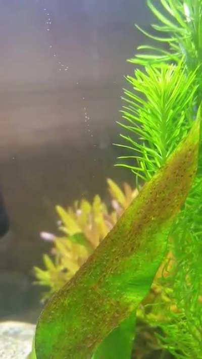 Photosynthesis in action