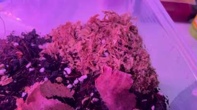 Another enclosure, another sp isopod 😍 (panda king)✨