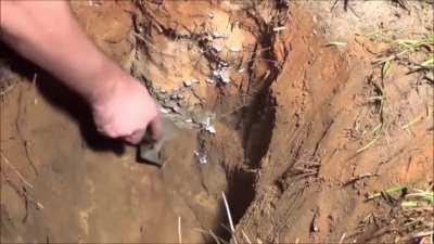 Casting a Fire Ant Colony with Molten Aluminum