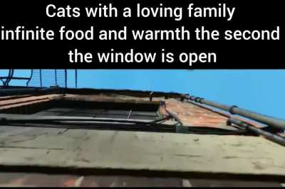 Cats are dumb as hell