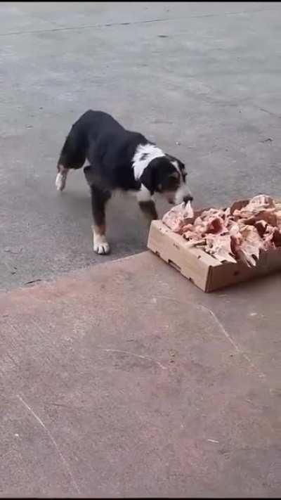 This butcher shop is leaving the leftovers outside so stray dog can have something during the day