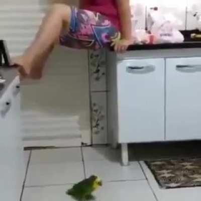 Novo segurança do chat