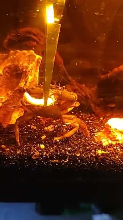 Feeding my green crab again 