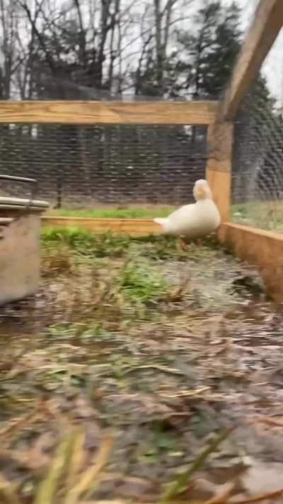 🐈➰ 🦆➰ 🐕➰