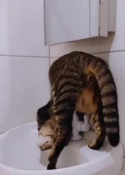 Catculating how to drink from the sink