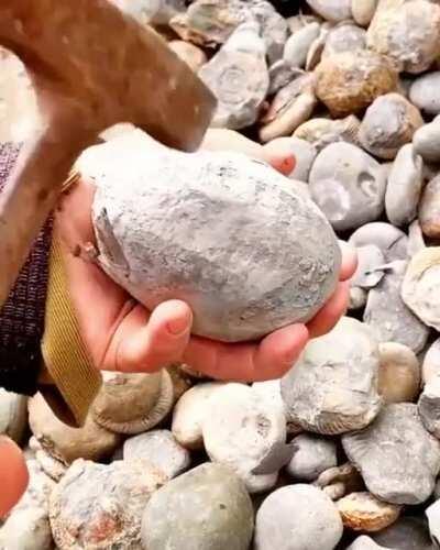 🔥 Finding a fossil in a rock of ammonite