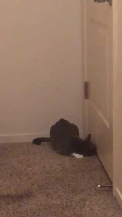 Cat or kangaroo?! Who knows but it sure did spook tf outa me 😂