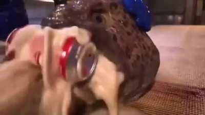 Dead eel still has biting reflexes after death