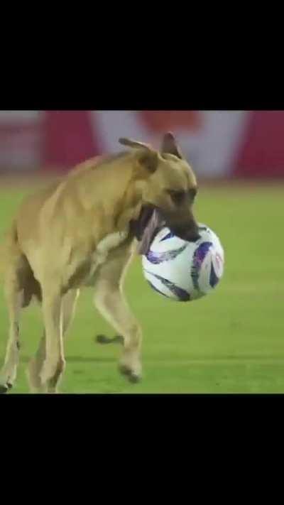 Worlds greatest pitch invader