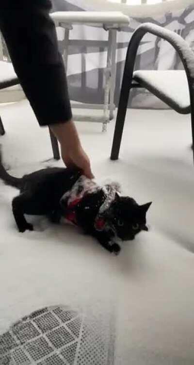 i think hes a huge fan of the snow ☃️🤍 but only if he’s wearing his sweater 😸
