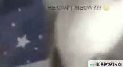 He can not meow 😢😢😢😢 nermal