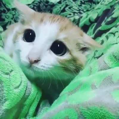 How could you say no to a face like this?