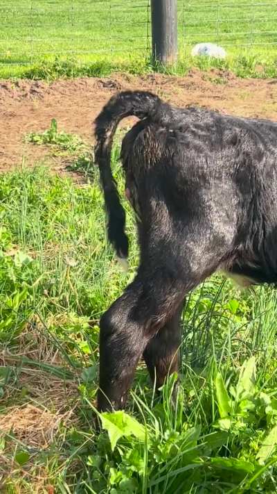 This is Dakota. Born with a penis and a vagina. It urinates out of the penis