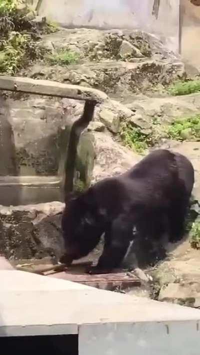 🔥 Bear trains to be a ninja 🔥