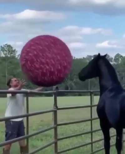 Playing catch with a big boye