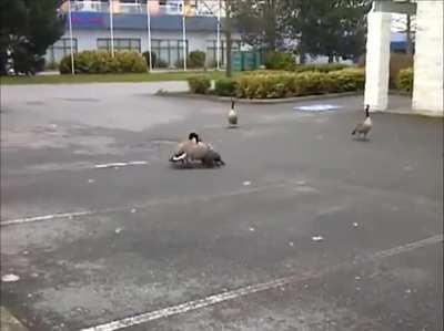 Goose fight ends with a bang