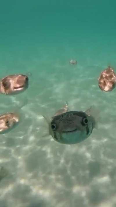 Pufferfish swimming in the shallows
