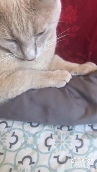 My first time making a tiktok and my cat reacted perfectly