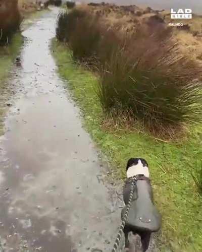 Even dogs make mistakes