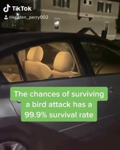 AssassinBirb