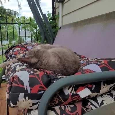 Duggin on a windy day in his favourite place. Life is hard.