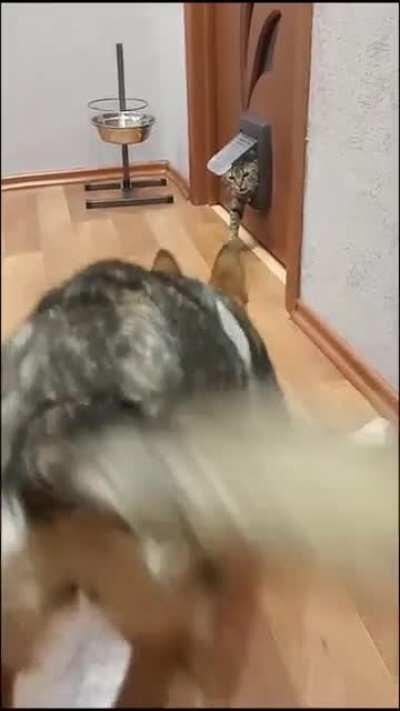 Fastes paws on the block