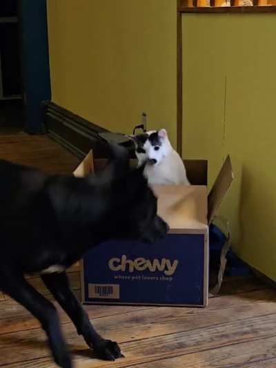 ViCiOuS SnOw LeOpArD aTtAcK cAuGhT oN FiLm
