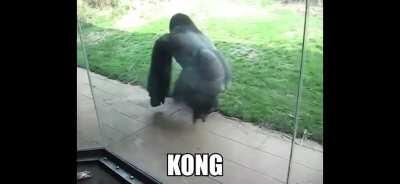 Chi vincerà per voi