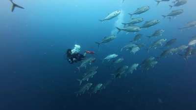 Bigeye Trevally aka Bigeye Jack