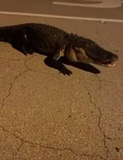 Just a normal night in Florida