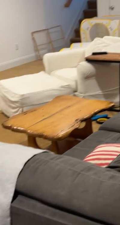 Nothing Ben loves more than his tennis ball!