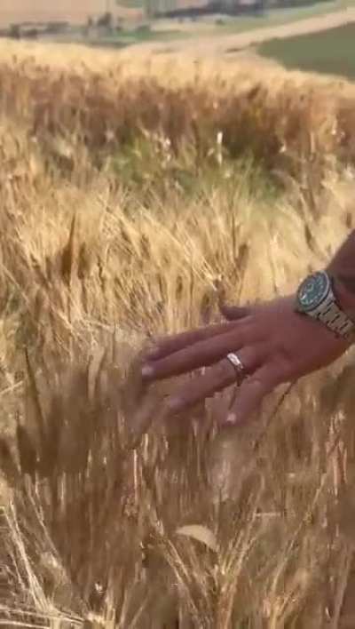 When your mediterrânean instincts are triggered 