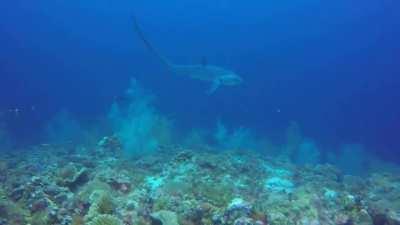 Pelagic thresher shark, Malapascua Island, Philippines