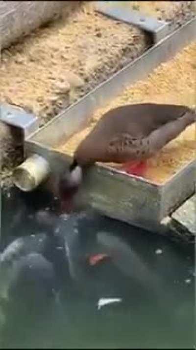 If they hadn't recorded it, no one would believe it