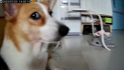 When I look through the camera to see what my dog is doing.