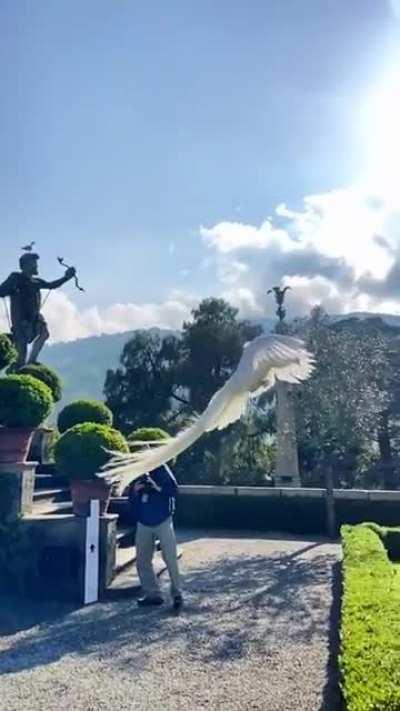 🔥White peacock jumping off a building