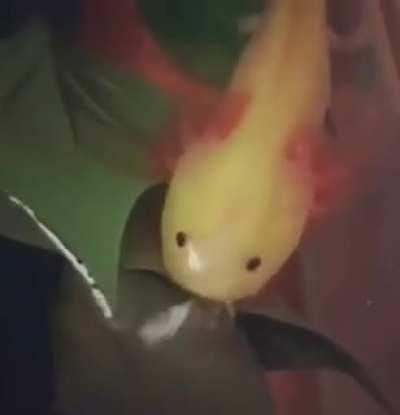 Blursed_axolotl