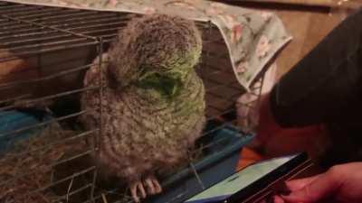 We're nursing a baby owl back to health. I think we need to get a TV for him.