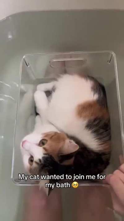 I feel like most cats would sink 