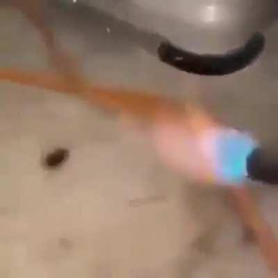 tutorial de como matar uma barata