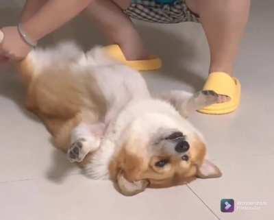 Corgi enjoying a full body brush