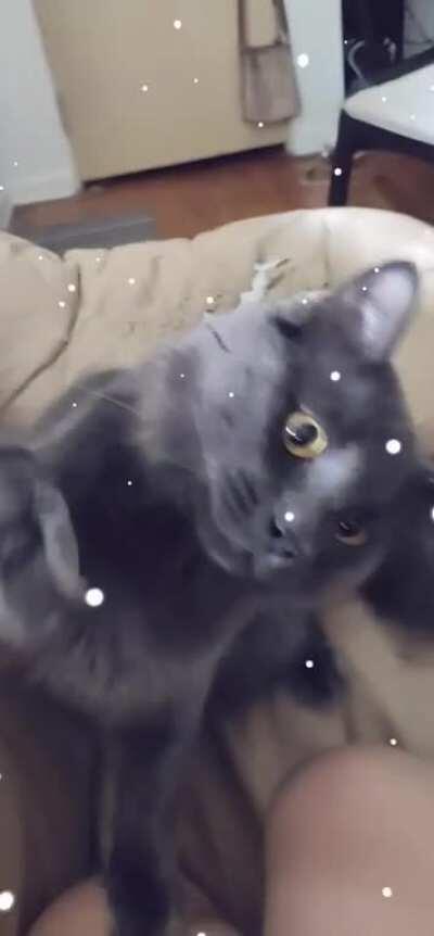 I was trying out Snapchat filters on my cat and he wasn't very cooperative