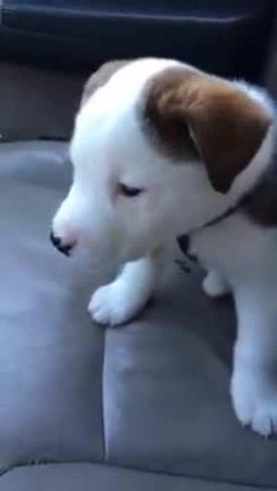 Pup annoyed by own hiccups! Credits(r/aww)