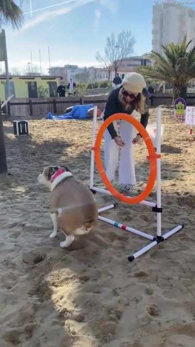 Lazy bulldog attempts an agility course