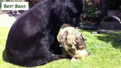 Newfoundland dog and Eagle Owl hanging out